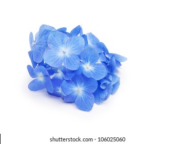 Blue Hydrangea Flower Isolated On White.