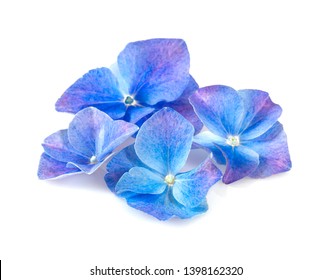 Blue Hydrangea Flower Isolated On White