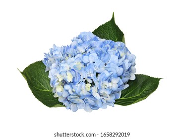 Blue Hydrangea Flower Isolated On White