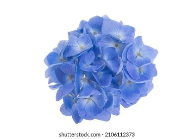 Blue Hydrangea Flower Isolated On White Background 