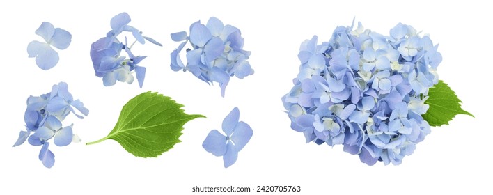 Flor Hydrangea azul aislada