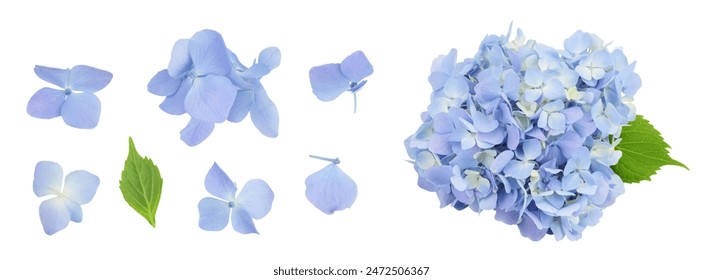 Flor hortensia azul aislada