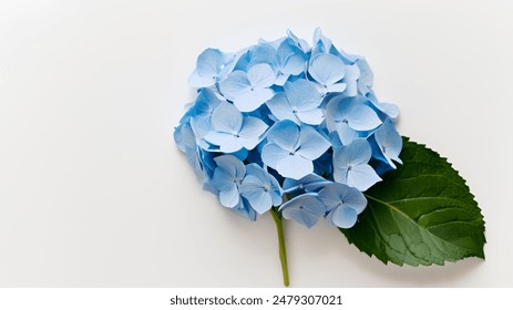 Blue Hydrangea flower isolated on white background - Powered by Shutterstock