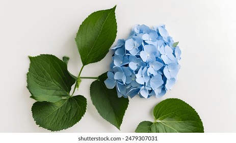 Blue Hydrangea flower isolated on white background - Powered by Shutterstock