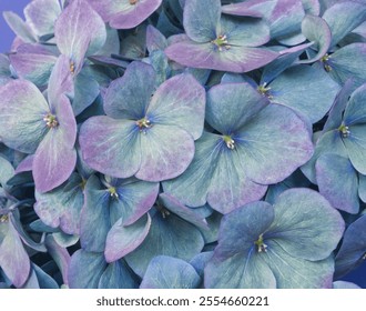 Blue hydrangea flower. Macro of blue purple hydrangea petals. Blue hortensia flower in full bloom. Macro floral layout. Natural aesthetic background or template. Blue purple aesthetic. Vibrant petals. - Powered by Shutterstock