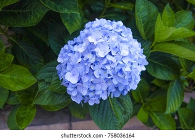Blue hydrangea flower or Hydrangea macrophylla 