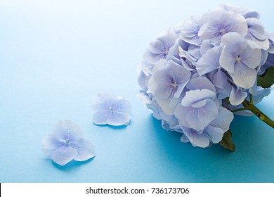 Blue Hydrangea Flower On The Blue Background. Close Up