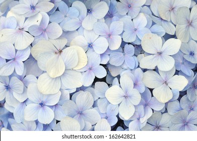 Blue Hydrangea Flowers