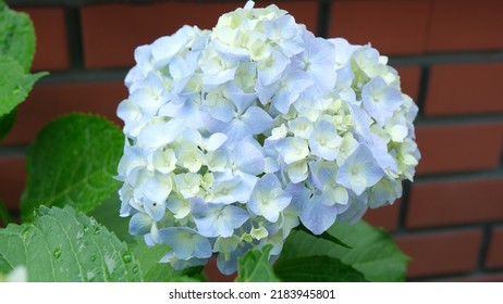 Blue Hydrangea Flowers Close Up