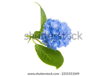 blue hydrangea flowers isolated on white background