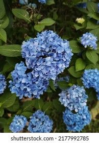 A blue hydrangea from the garden 