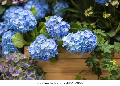 Blue Hydrangea In A Garden