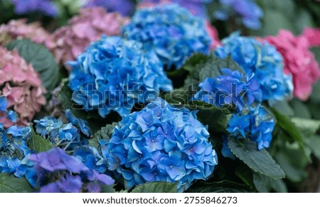 blue hydrangea in the garden
