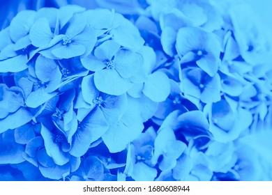 Blue Hydrangea Or Hortensia Flower Background