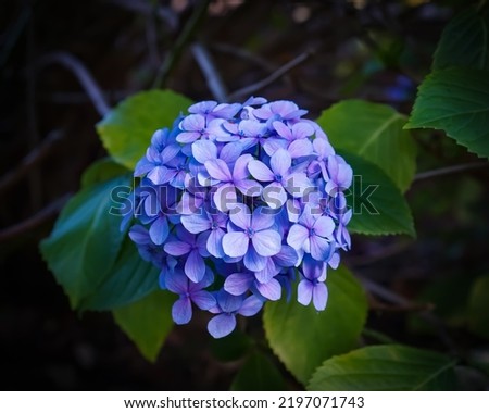 blue hydrangea or hortensia flower. Hydrangea macrophylla - Beautiful bush of hydrangea,Artistic natural background. flower in bloom in summer