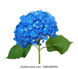 Blue Hydrangea Isolated On A White Background