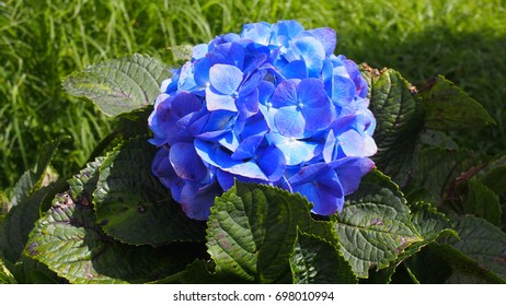 Blue hydrangea with leaves.