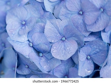 blue hydrangea macro. Natural background
