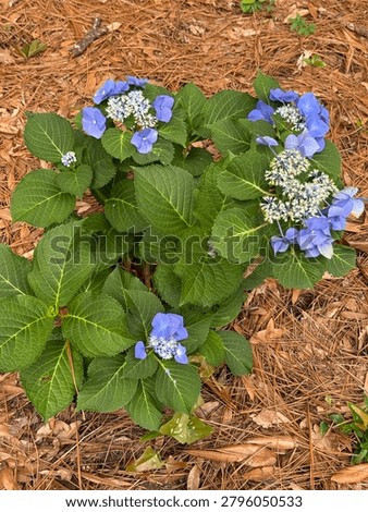 Blue Hydrangea Macrophylla Bigleaf Forest Shrub