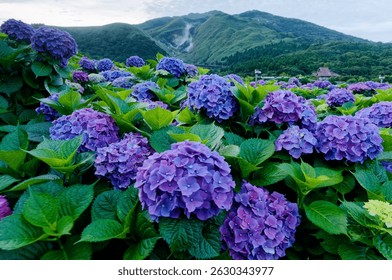 Blue hydrangea macrophylla (bigleaf or lacecap hydrangea) blooming in a flower farm, with a fumarole on the mountainside in background in Zhuzihu area, Yangmingshan National Park, Taipei, Taiwan, Asia