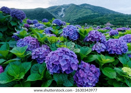 Blue hydrangea macrophylla (bigleaf or lacecap hydrangea) blooming in a flower farm, with a fumarole on the mountainside in background in Zhuzihu area, Yangmingshan National Park, Taipei, Taiwan, Asia