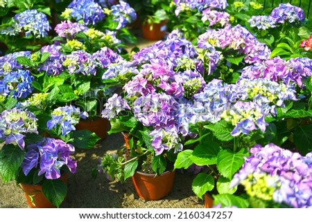 Blue Hydrangea macrophylla, commonly referred to as bigleaf hydrangea, is one of the most popular landscape shrubs owing to its large mophead flowers.
