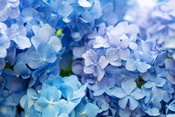 Hortensie Albastră (Hydrangea Macrophylla) Sau Flori Hortensia Cu Rouă în Variații Ușoare De Culoare Variind De La Albastru La Violet. Adâncimea Superficială A Câmpului Pentru O Senzație De Vis Moale.