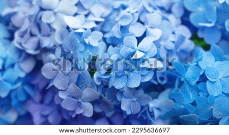 Blue Hydrangea (Hydrangea macrophylla) or Hortensia flower with dew in various shades of blue to purple. Shallow depth of field for soft dreamy feel. Wide format. 