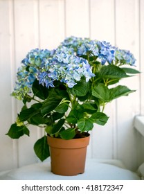 Blue Hydrangea Macrophylla  In A Pot