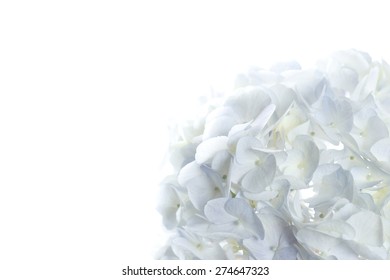 Blue Hydrangea On White Background