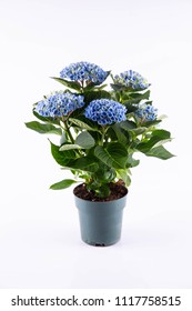 A Blue Hydrangea In A Pot