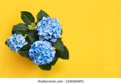 Blue Hydrangea In A Pot On A Yellow Background, Top View.