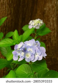 Blue hydrangeas blooming at the base of a dawn redwood.