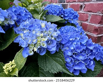 Blue hydrangeas with brick background