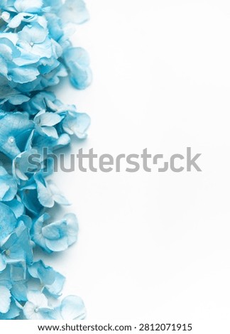 Blue hydrangeas creating a floral border on a clean white background
