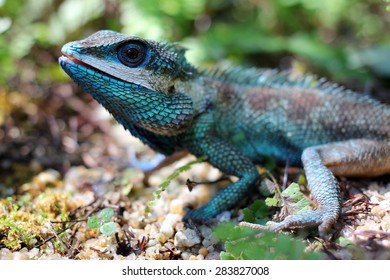  Blue  Iguana