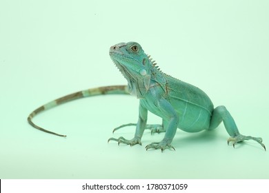 
A Blue Iguana (Iguana Iguana) Is Basking On A Blue Substrate.