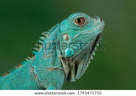 Blue Iguana closeup head, Blue Iguana 