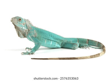 Blue Iguana closeup on isolated backgrond, Blue Iguana 