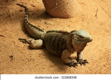 The Blue Iguana (Cyclura Lewisi), Also Known As The Grand Cayman Iguana, Grand Cayman Blue Iguana Or Cayman Island Blue Iguana