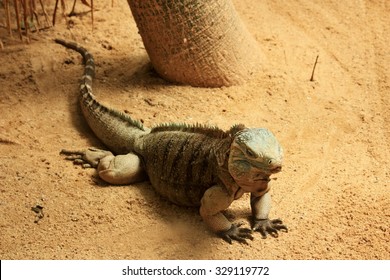 The Blue Iguana (Cyclura Lewisi), Also Known As The Grand Cayman Iguana, Grand Cayman Blue Iguana Or Cayman Island Blue Iguana