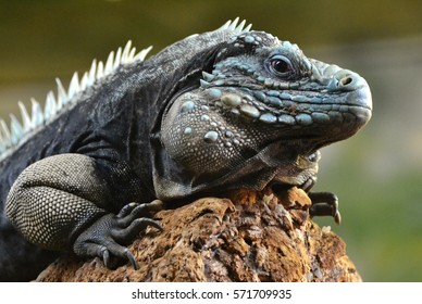 The Blue Iguana (Cyclura Lewisi), Also Known As The Grand Cayman Iguana, Grand Cayman Blue Iguana Or Cayman Island Blue Iguana, Is An Endangered Species Of Lizard.