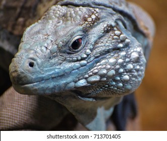 The Blue Iguana (Cyclura Lewisi), Also Known As The Grand Cayman Iguana, Grand Cayman Blue Iguana Or Cayman Island Blue Iguana, Is An Endangered Species Of Lizard.