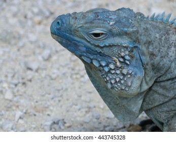 The Blue Iguana Of Gran Cayman Island