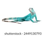 Blue Iguana isolated on white, blue Iguana Cyclura Lewisi, Grand Cayman Blue Iguana