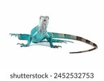 Blue Iguana isolated on white, blue Iguana Cyclura Lewisi, Grand Cayman Blue Iguana