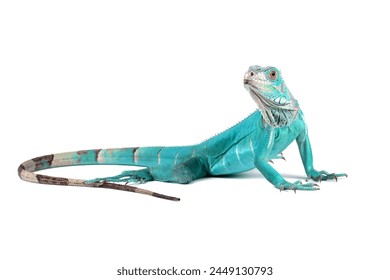 Iguana azul aislada en