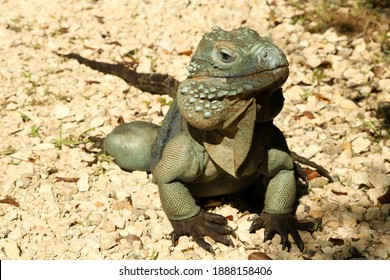 Blue Iguana On Grand Cayman Island