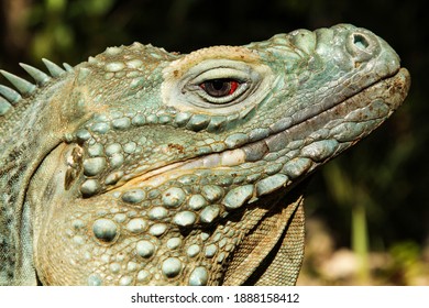 Blue Iguana On Grand Cayman Island