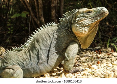 Blue Iguana On Grand Cayman Island